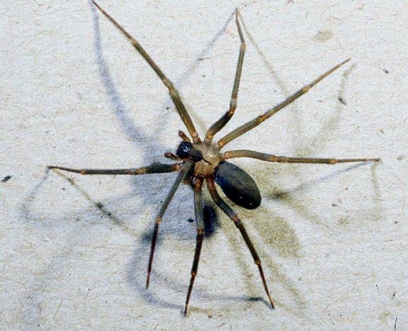 Texas Has Two Spiders That Can Straight Up Kill You