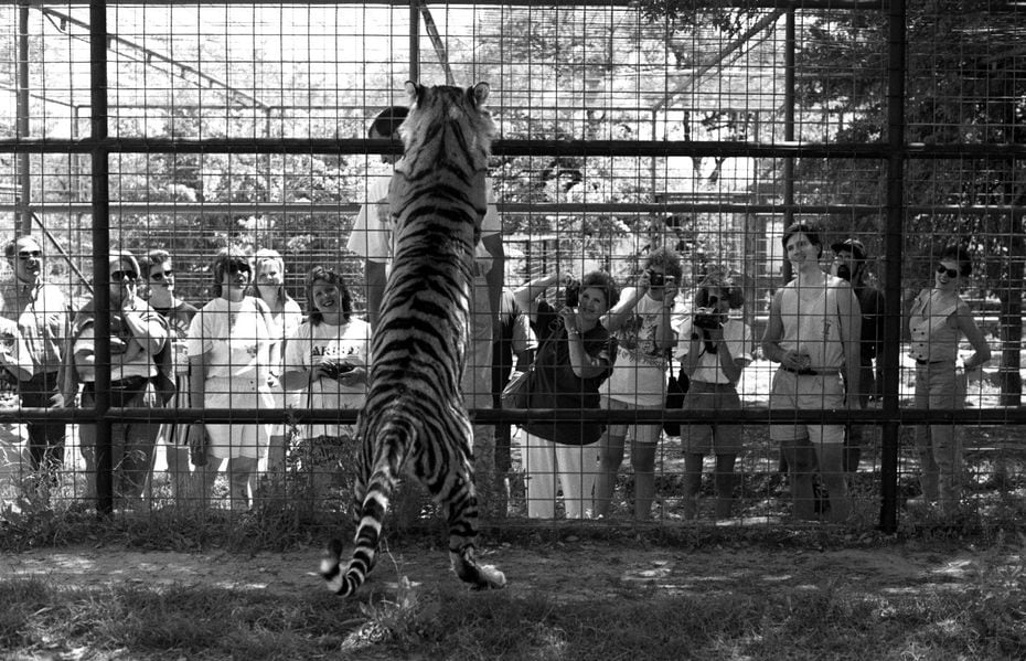 April 17, 1994: Raja, a Bengal tiger, scratches the back of Jimmy Duffy who was leading a...