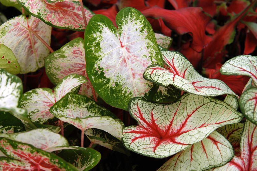 The soil temperature is now warm enough to plant caladium bulbs.