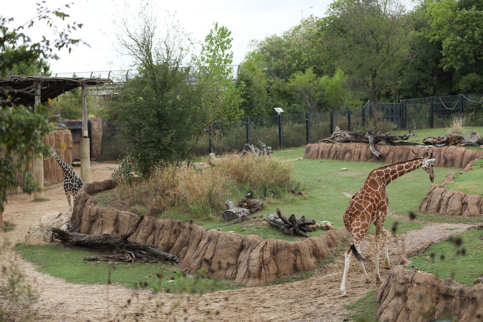 Two of the giraffes at the Dallas Zoo took a lap around their mixed habitat on Oct. 16, 2021. 