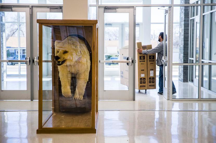 A taxidermy bear is displayed in the new front entrance of South Oak Cliff High School on...