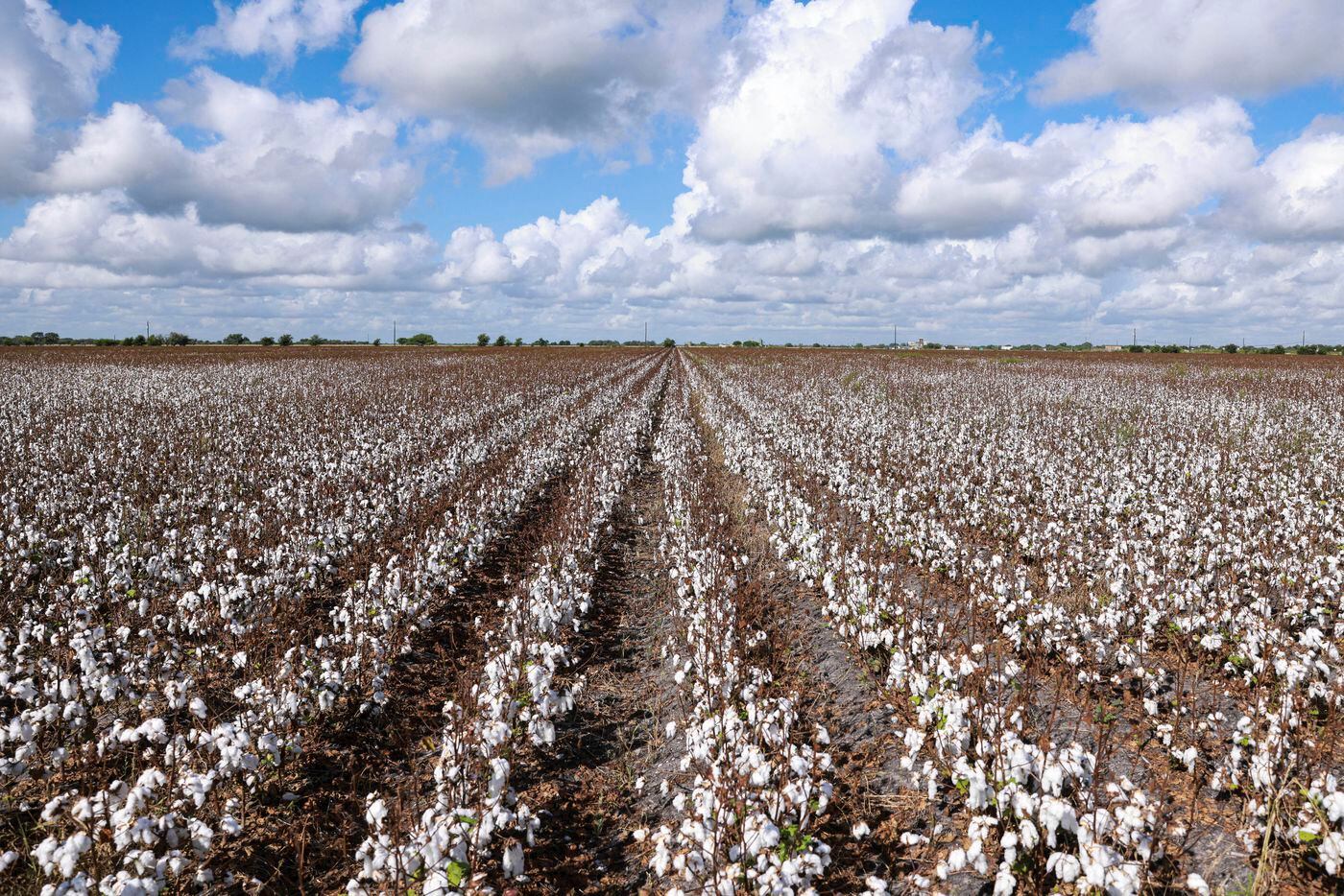 Cotton grows, Tuesday, August 9, 2022, in Victoria, Texas. During a normal growing year, the...