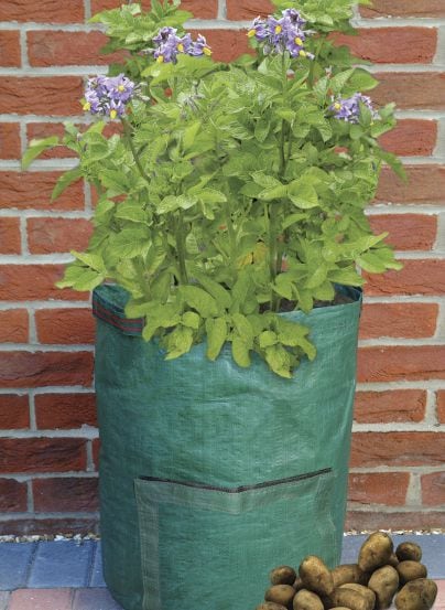 How to Plant & Grow Potatoes 🥔 in Containers