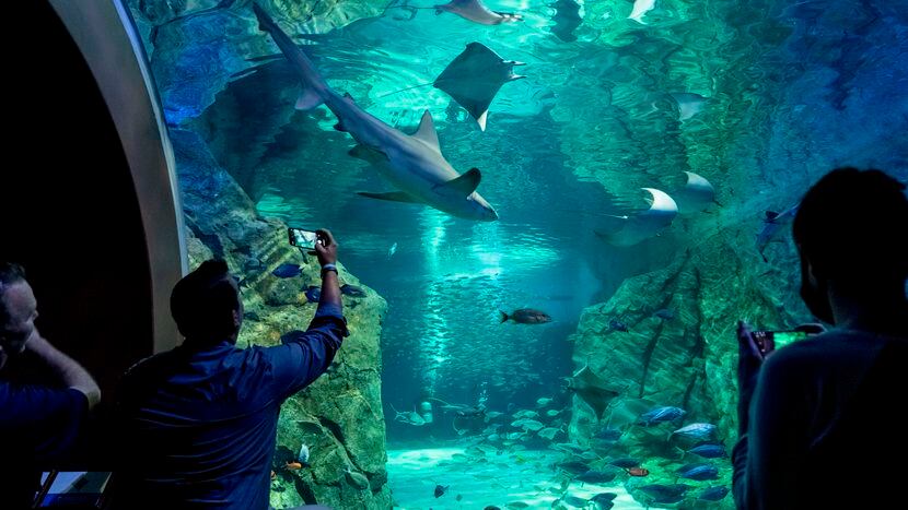 dream aquarium crashes to blue screen