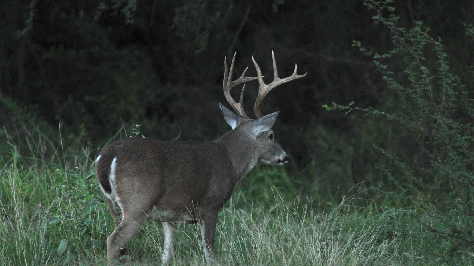 The general season for white-tailed deer gets underway on Nov. 7 in 252 Texas counties....
