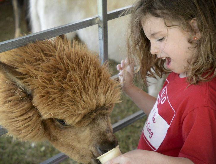 Dixie Reyes feeds a llama at the Arbor Daze festival in Euless.