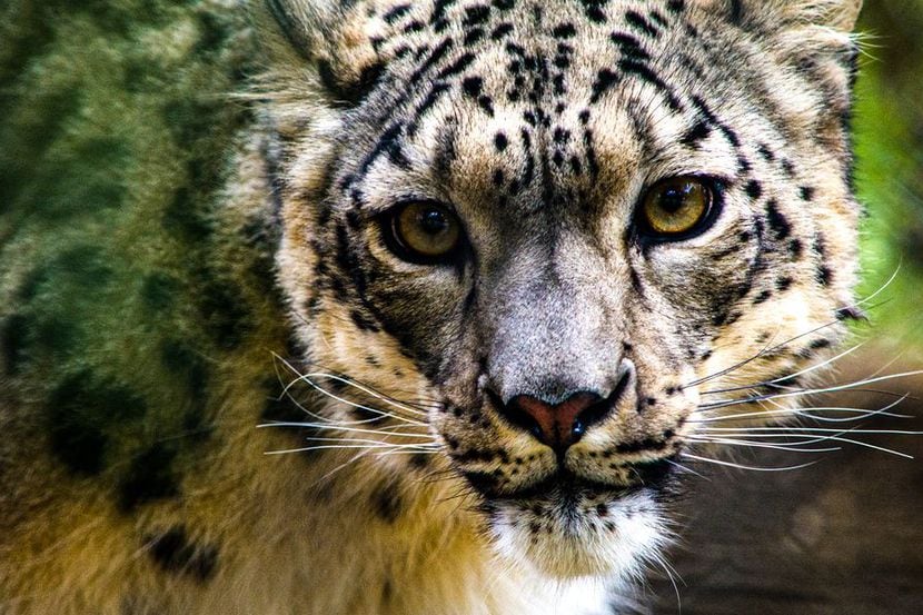NeeCee, el leopardo de las nieves del Louisville Zoo que se infectó con el coronavirus.