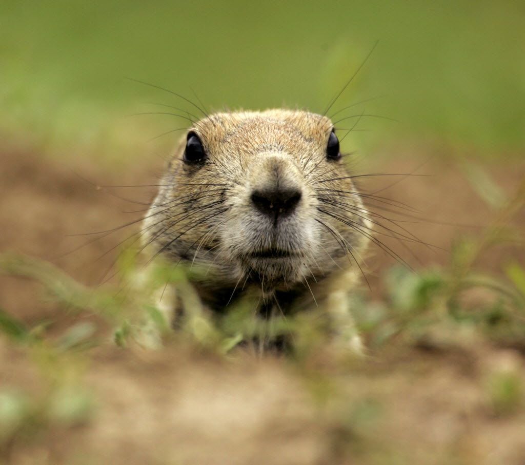 In this Aug. 29, 2007  photo, a black-tailed prairie dog peers out of its burrow at a...