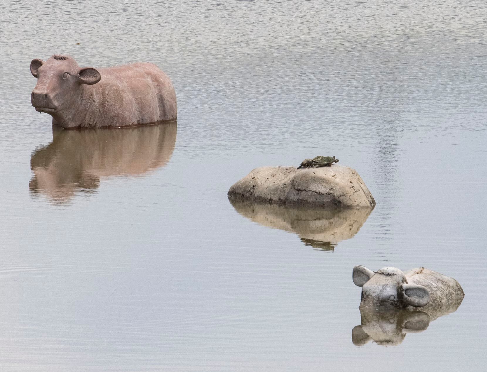 Turtles sunbathe on a cow at a flooded Trammell Crow Park as the lake and Trinity River have...