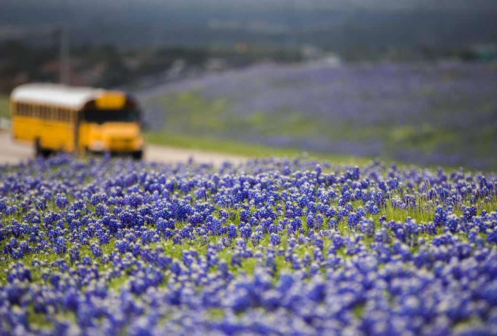 Bluebonnets fill grassy hills near the intersection of Mountain Creek Pkwy and S Walton...