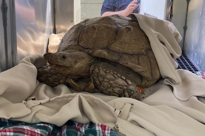 Wendell the 200-pound, 37-year-old tortoise was picked up by Dallas Animal Services Tuesday,...