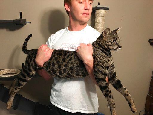 n esta foto del 13 de septiembre del 2017, Will Powers tiene en sus brazos a su gato...