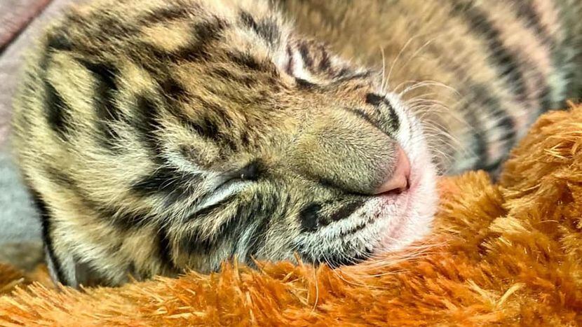 PHOTOS: Texas has 2 newborn tiger cubs