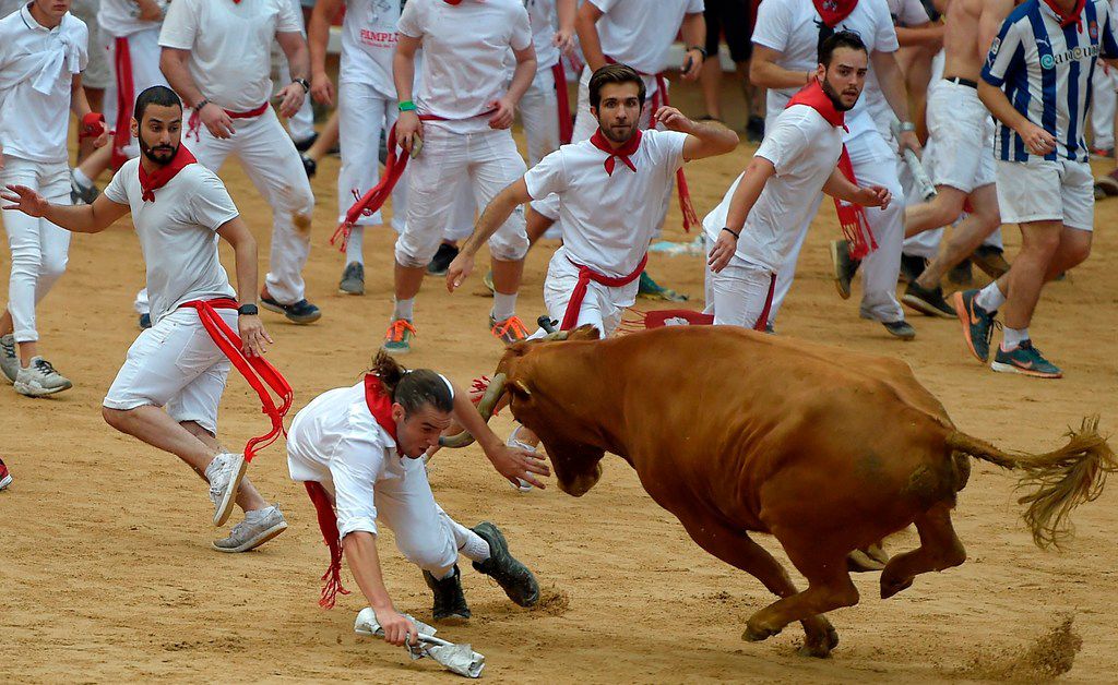 is tossed by a heifer bull during festivities in the bullring on the first ...