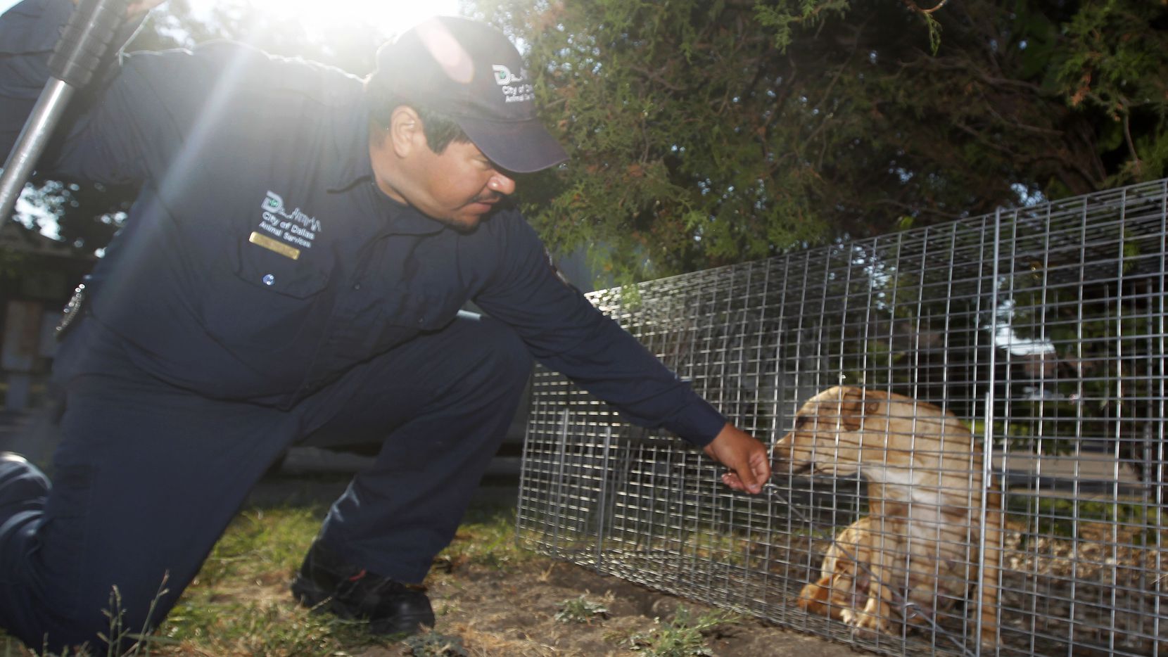 Dallas Animal Services animal control officer Esteban Rodriguez, lets a stray dog that was...
