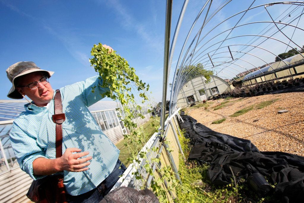 Daniel Cunningham, a horticulturist from Texas A&M AgriLife Research Center, forages for...