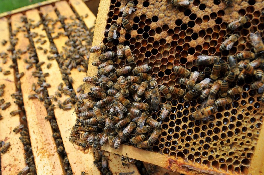 Plano Buzzing Over Giant Hive With More Than 10000 Bees