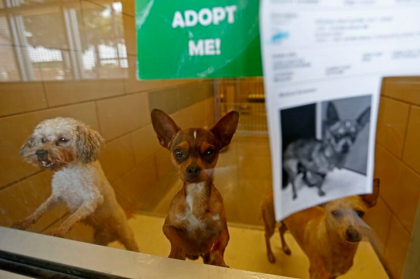 Perros esperando a ser adoptados en el Refugio y Centro de Adopción de Mesquite. (Jae S....