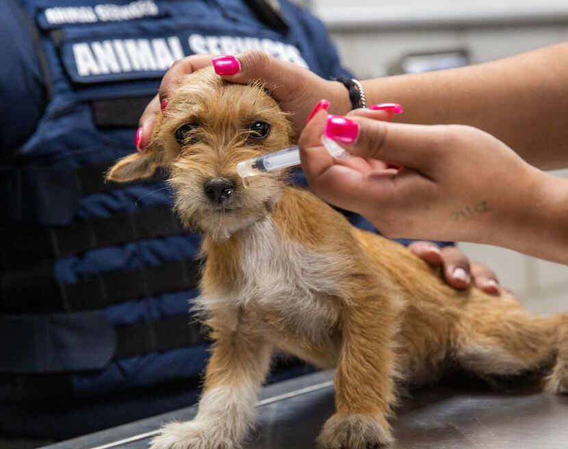 Un perro callejero recibe vacunas de partes de Dallas Animal Services, durante una revisión...