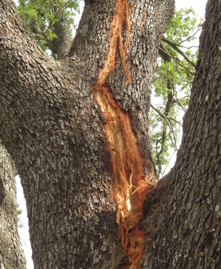 This is what happens to trees when they're struck by lightning