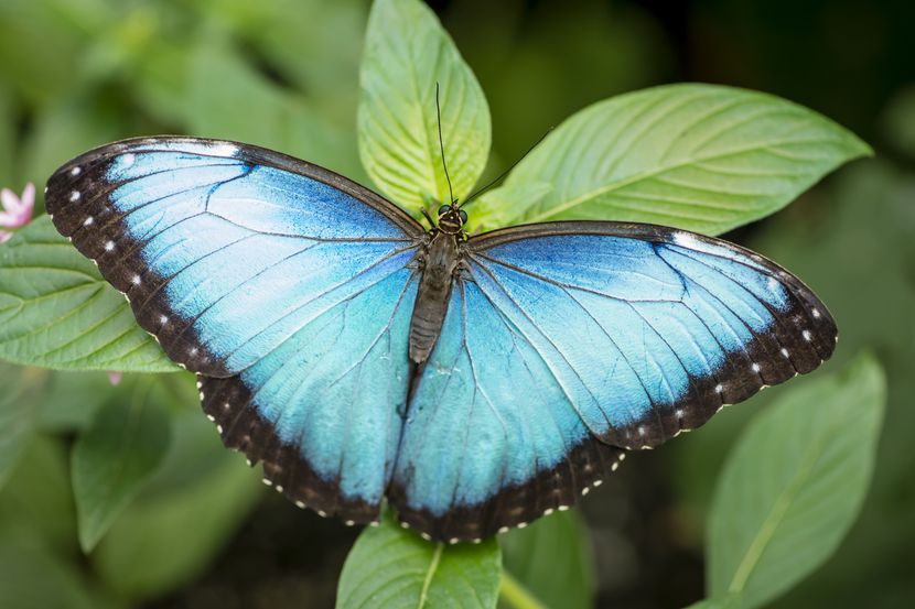 Una morpho azul, una de las mariposas más atractivas que estarán en la exhibición de estos...