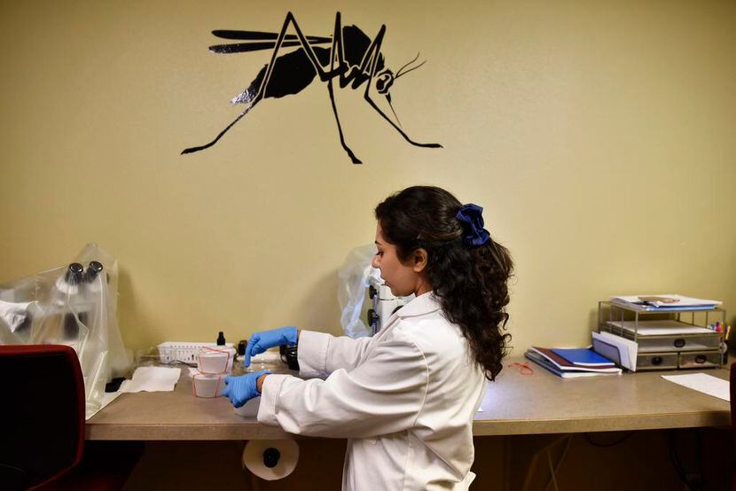 Hadis Hosseinzadehnaseri traabaja en el laboratorio de Municipal Mosquito para examinar las...