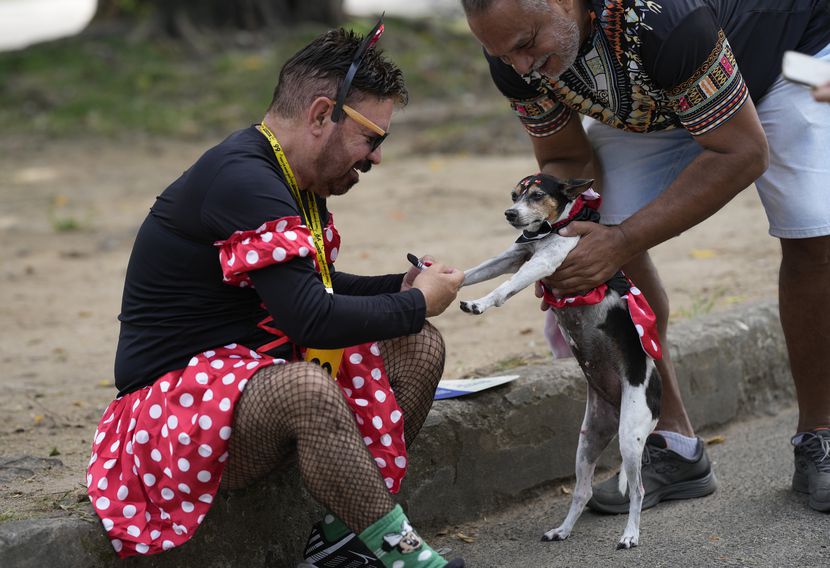 El propietario de una perrita le pone un disfraz para el desfile "Blocao" del Carnaval de...