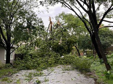 Downed trees block Cecille Street between Lakeshore and Palo Pinto in Dallas on Sunday...