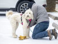 In this file photo Dustin McBlain gets his dog, Ellie, ready for a walk in the snow at Flag...