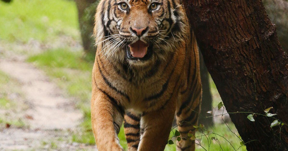 Dallas Zoo mourns death of 18-year-old Sumatran male tiger at facility