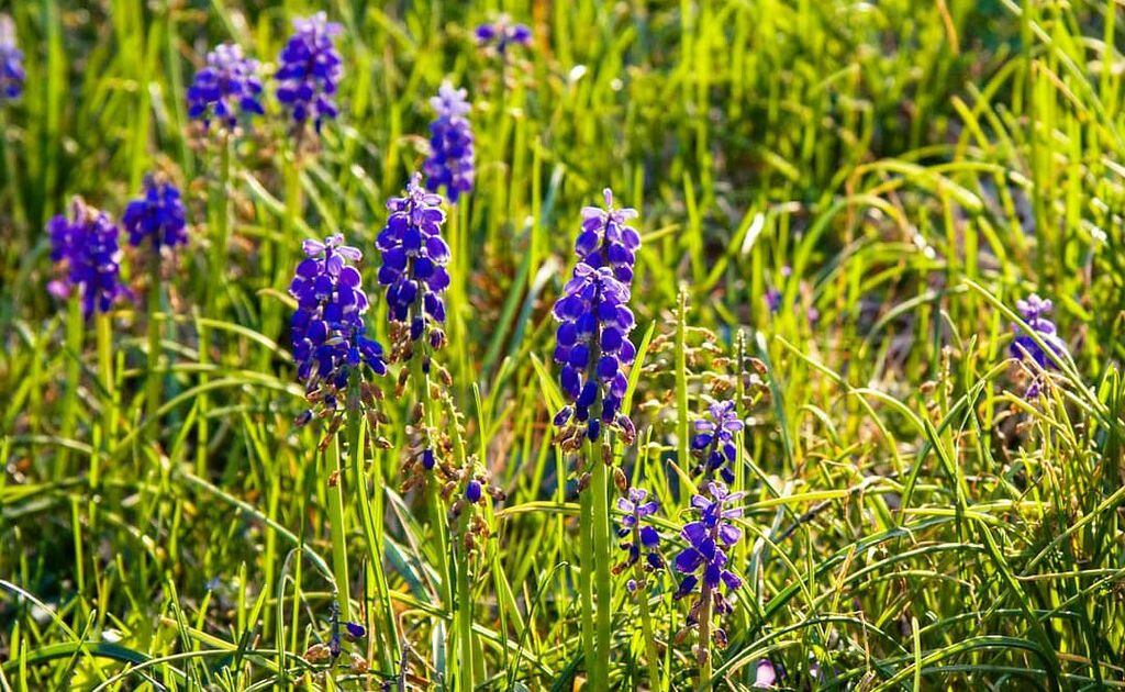 texas bluebells plant close up