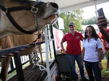 Cassandra Jaramillo watches Myrtle the jersey cow get milked at the State Fair of Texas at...