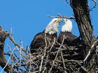 A pair of bald eagles in their nest, Monday, Nov. 28, 2022 at White Rock Lake in Dallas. One...