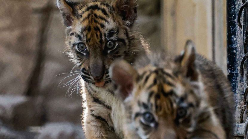 Dallas Zoo's 3-month-old Sumatran tiger cub gearing up for full