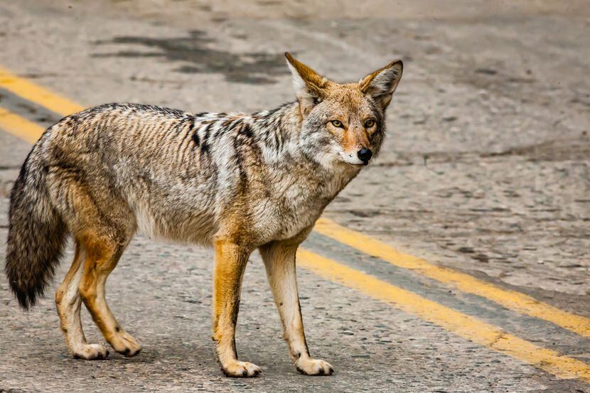 Avistamientos de coyotes son comunes en el Norte de Texas durante la primavera, explican...
