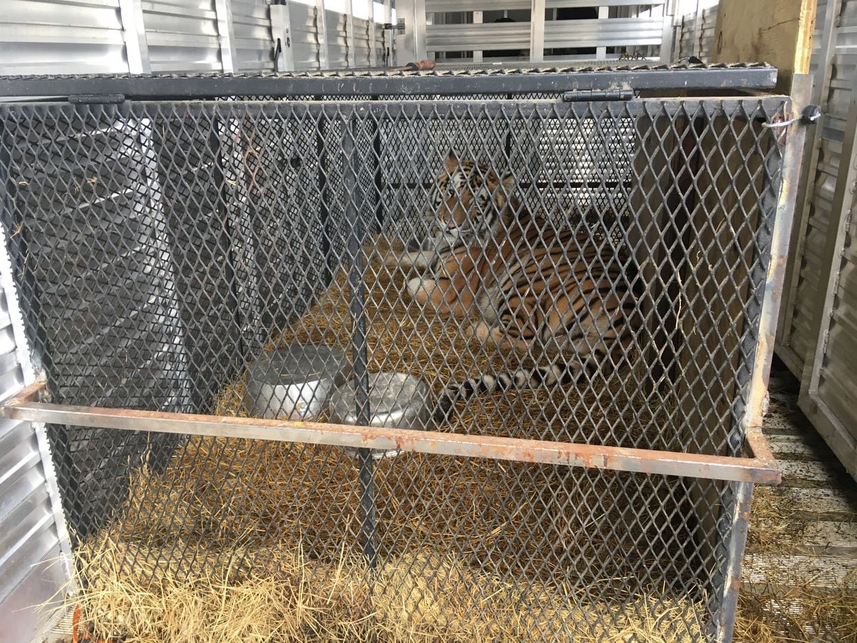 The male tiger, who is being renamed, is now in the permanent custody of an East Texas...
