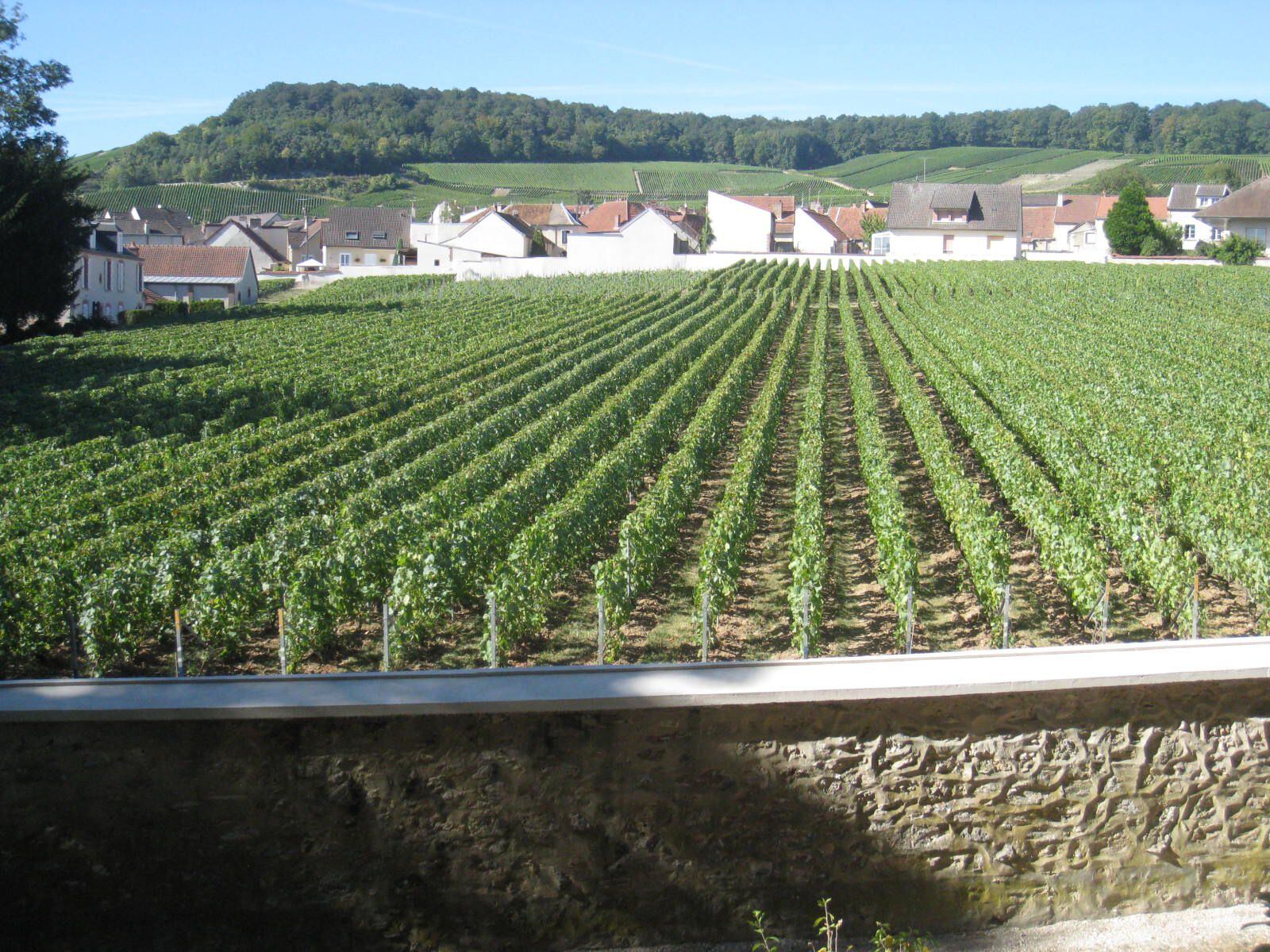 Vineyards in Mesnil