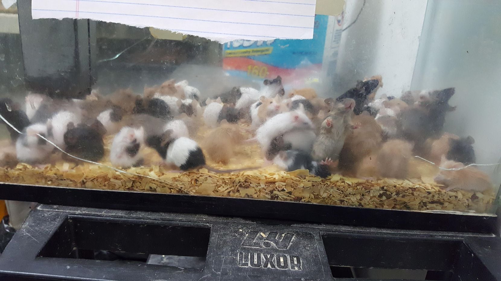 Hundreds of animals living in 'layers upon layers' of filth are seized from  Cleburne pet store