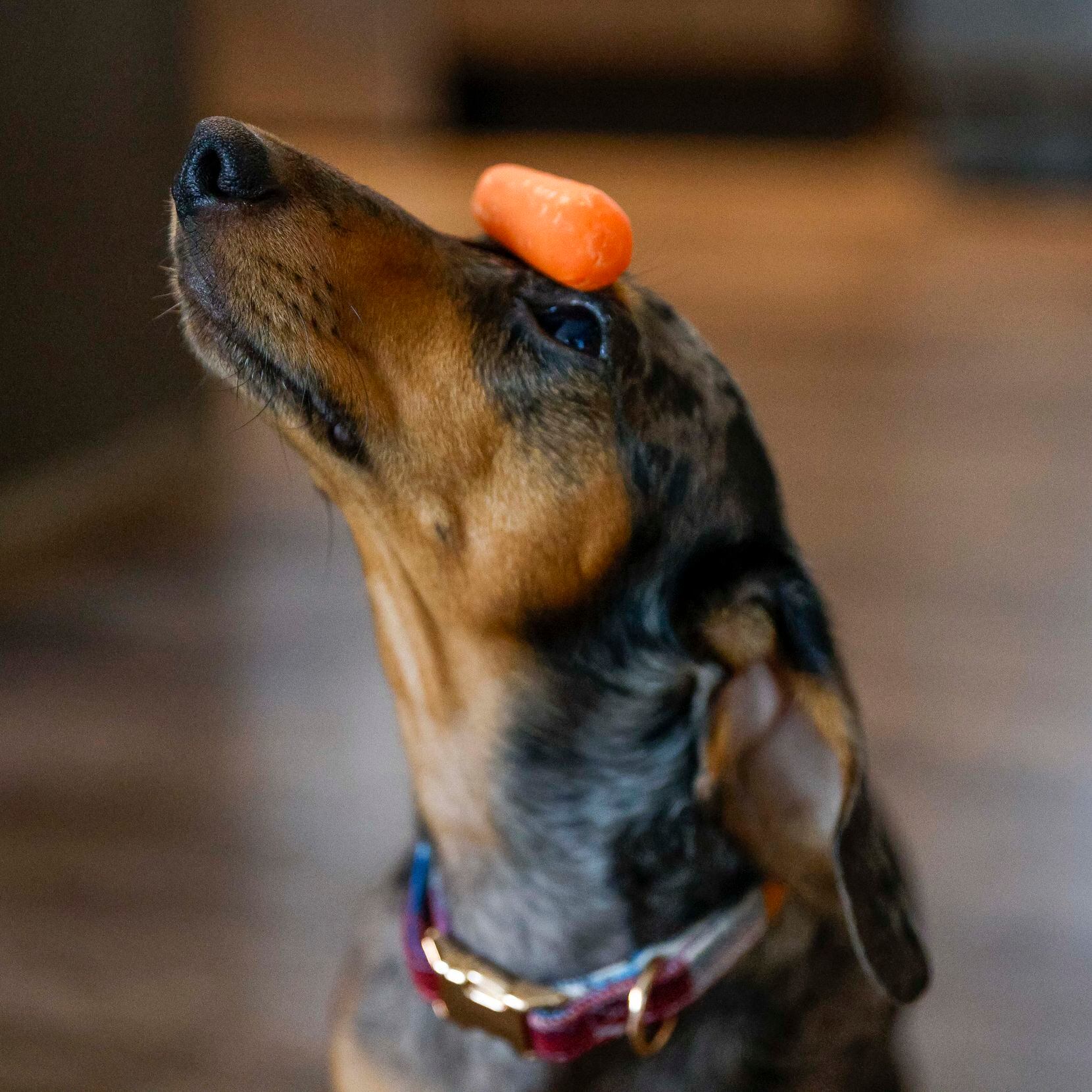 Alison Roche’s dog Winston balances a carrot on his head before eating it at her apartment...