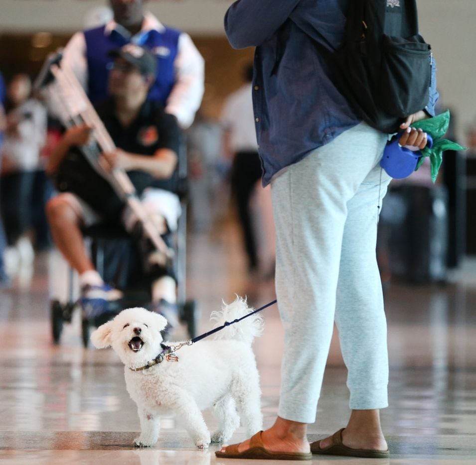 Shanir Richmond waits in baggage claim with her support dog Henny at Dallas Love Field...
