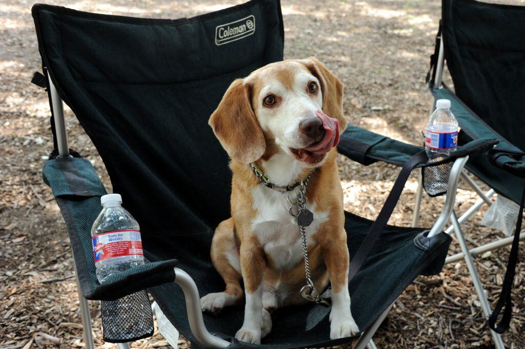 Eleven-year-old beagle King is the spokes pup for Delta Dog Jewelry Designs at the 21st...