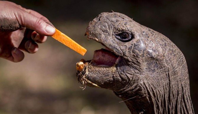 Shana Fredlake, empleada del Zoólogico de Dallas, de de comer a una de las tortugas...