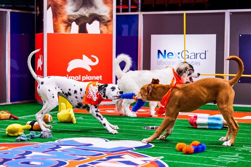 Is your DOG Ready to attend Astros Dog Day, Sunday, August 20th