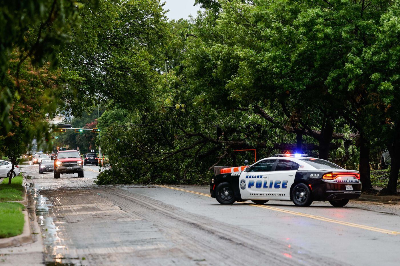 A large tree fell on Gaston Ave near Dumas St, blocking traffic after a severe storm passed...