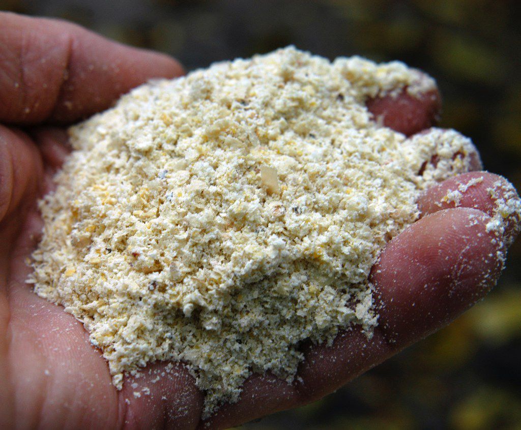 Whole ground cornmeal is a powerful disease fighting amendment of the Sick Tree Treatment.
