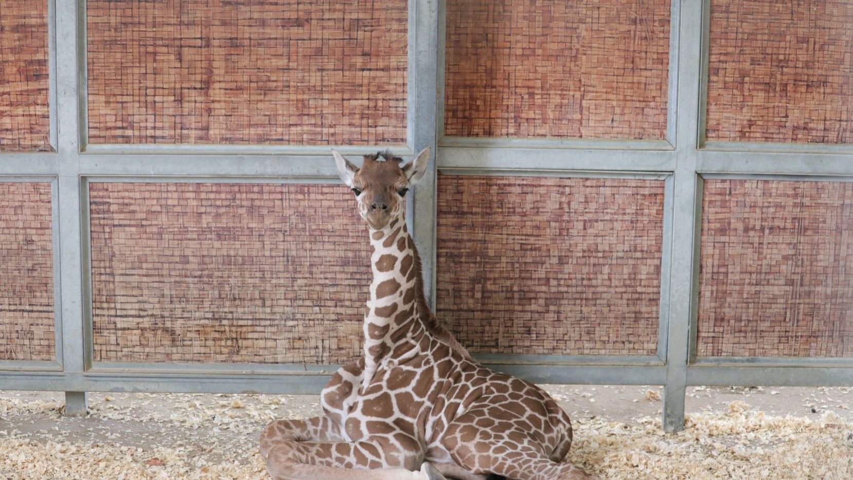 giraffe giving birth gif