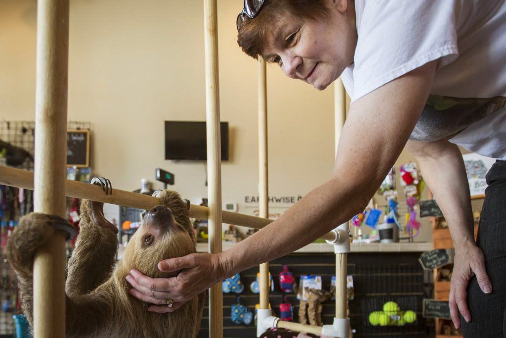  Store owner Deana Otis pets Sandy the sloth at EarthWise Pet Supply. Sandy lives in a...