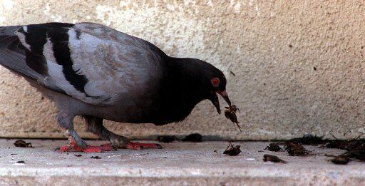 A pigeon feasts on a pile of dead crickets late Friday afternoon at Union Station in...