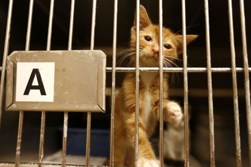 A sick kitten is treated inside the Cat Isolation room at Mesquite Animal Shelter & Adoption...
