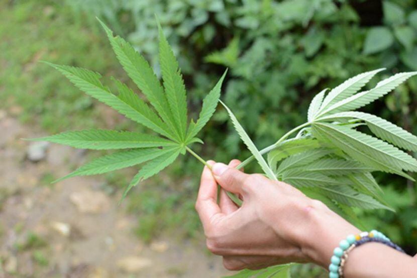 Una planta de cannabis con la que se fabrica la marihuana (TNS/ARCHIVO)
